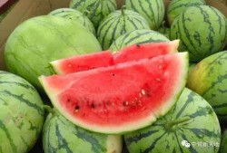 莲上涂成吃瓜,揭秘网络热词背后的趣味与哲理