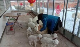 网红吃瓜小羊没烦恼吃瓜网视频,网红小羊带你领略吃瓜网视频的魅力