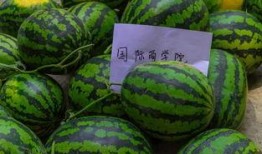 吃瓜师范,揭秘校园里的那些“瓜”