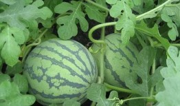 众人吃瓜树叶,揭秘吃瓜树叶的神秘魅力