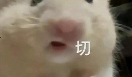 璐璐睡不着吃瓜,揭秘娱乐圈最新瓜料