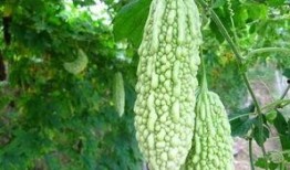 小凉瓜怎么吃,解锁夏日清新美味