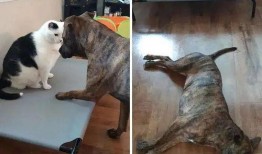 拼命吃瓜的狗,揭秘拼命吃瓜的狗狗传奇