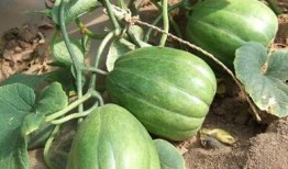 老瓜还能这么吃,探索无尽美味新境界