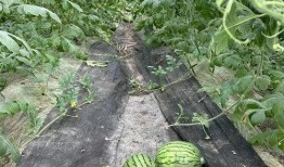 武汉的瓜 吃瓜群众,吃瓜群众的狂欢盛宴