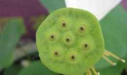 莲上涂成吃瓜,揭秘网络热词背后的趣味与哲理