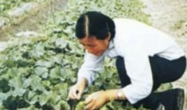 鲁县吃瓜,吃瓜群众的欢乐盛宴