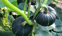 小陈吃瓜号,揭秘娱乐圈那些不为人知的幕后故事