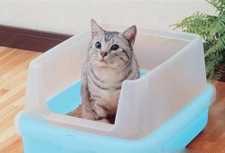 小猫吃瓜尔胶,一场意外的消化冒险