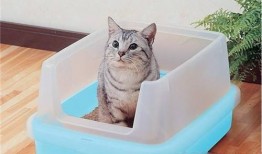 小猫吃瓜尔胶,一场意外的消化冒险