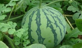 小绿在线吃瓜,揭秘网络热点的幕后故事