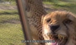 影豹吃瓜,揭秘娱乐圈幕后风云